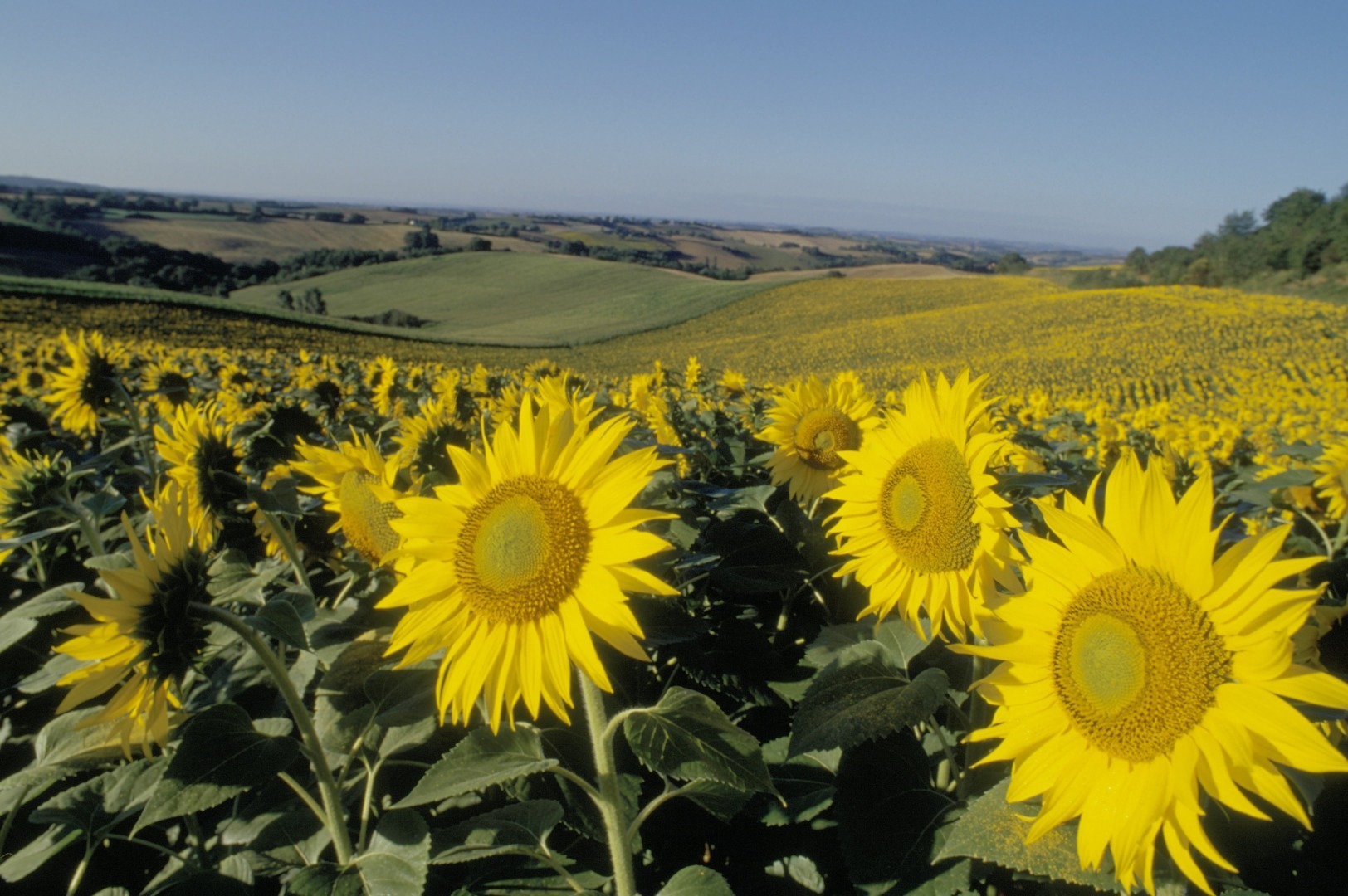 Corteva Agriscience_floarea-soarelui