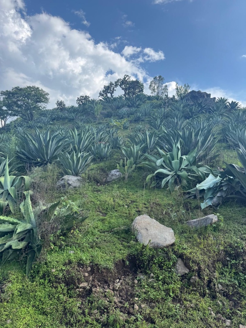 Plante de agave, Mexic