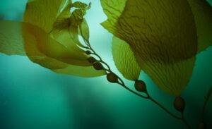 Dispariția algelor afectează pescuitul