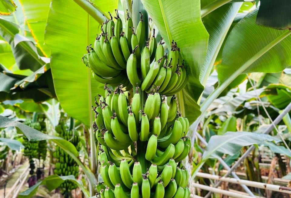 rusia vrea sa cultive banane si alte fructe tropicale, pe modelul serelor din kazahstan