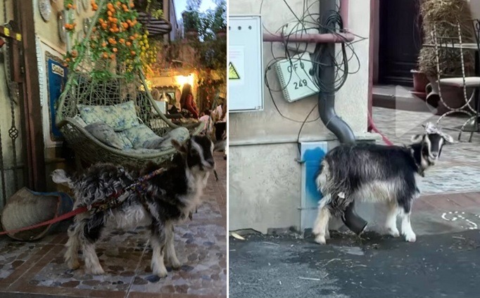 Imagini revoltătoare