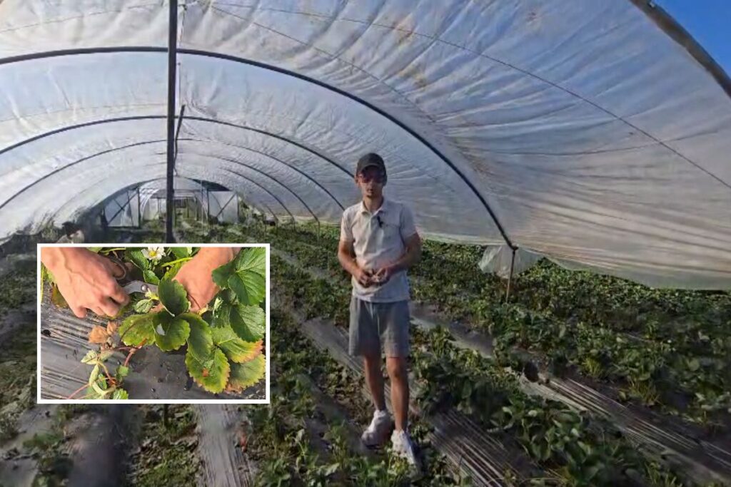 Cum și de ce se toaletează plantele de căpșun remontant