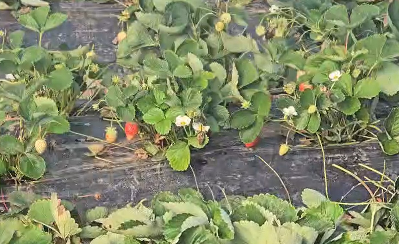 Plantele de căpșun remontant trebuie curățate după fiecare ciclu de producție