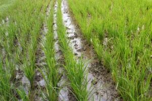 Culturle d orez consumă multă apă