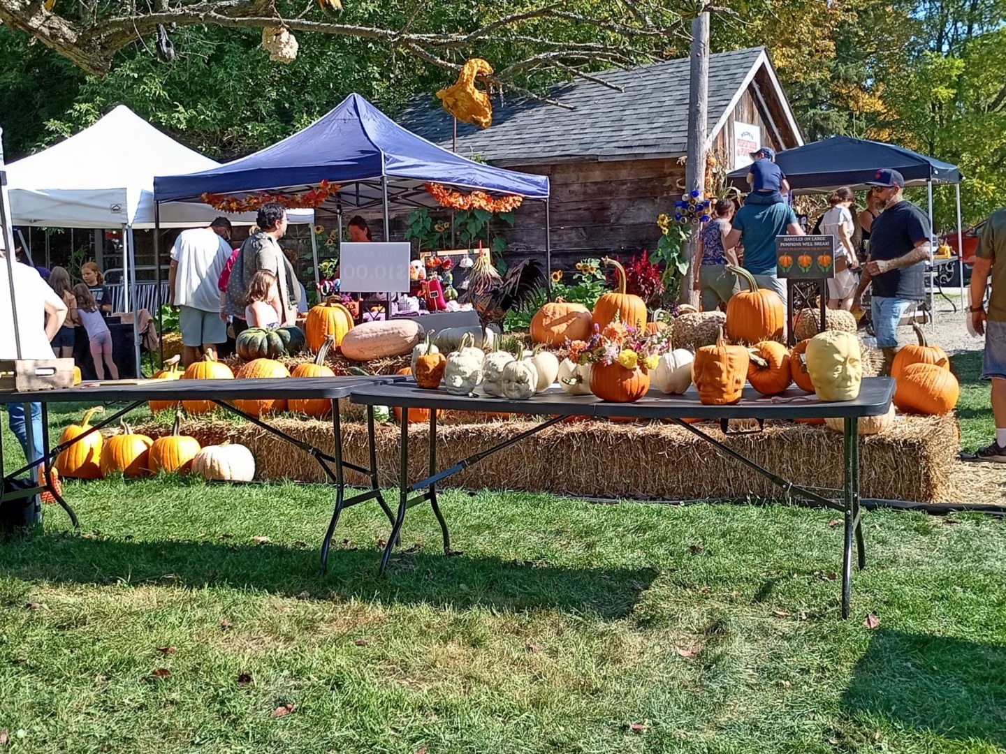 targ de dovleci in Canada