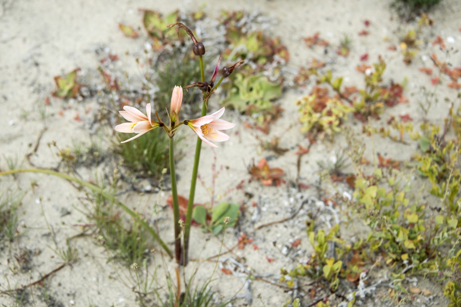 floare deșert Atacama