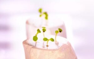 hidrogel, un material inovator pentru culturile vertical farming
