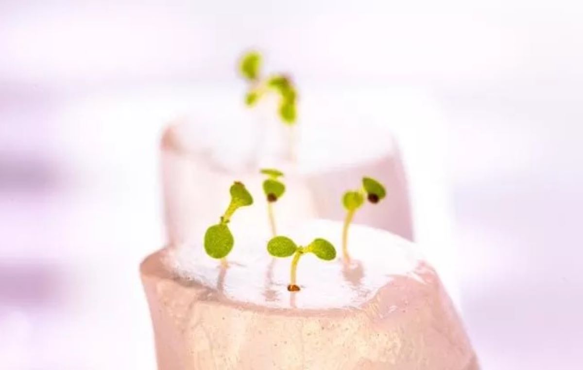 hidrogel, un material inovator pentru culturile vertical farming