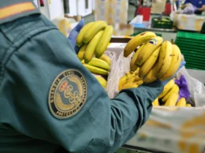 Banane de proastă calitate