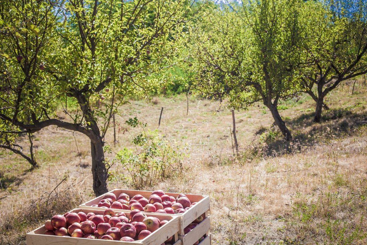 evenimente gastro si culinare si degustari in weekendul 10-12 octombrie 2025
