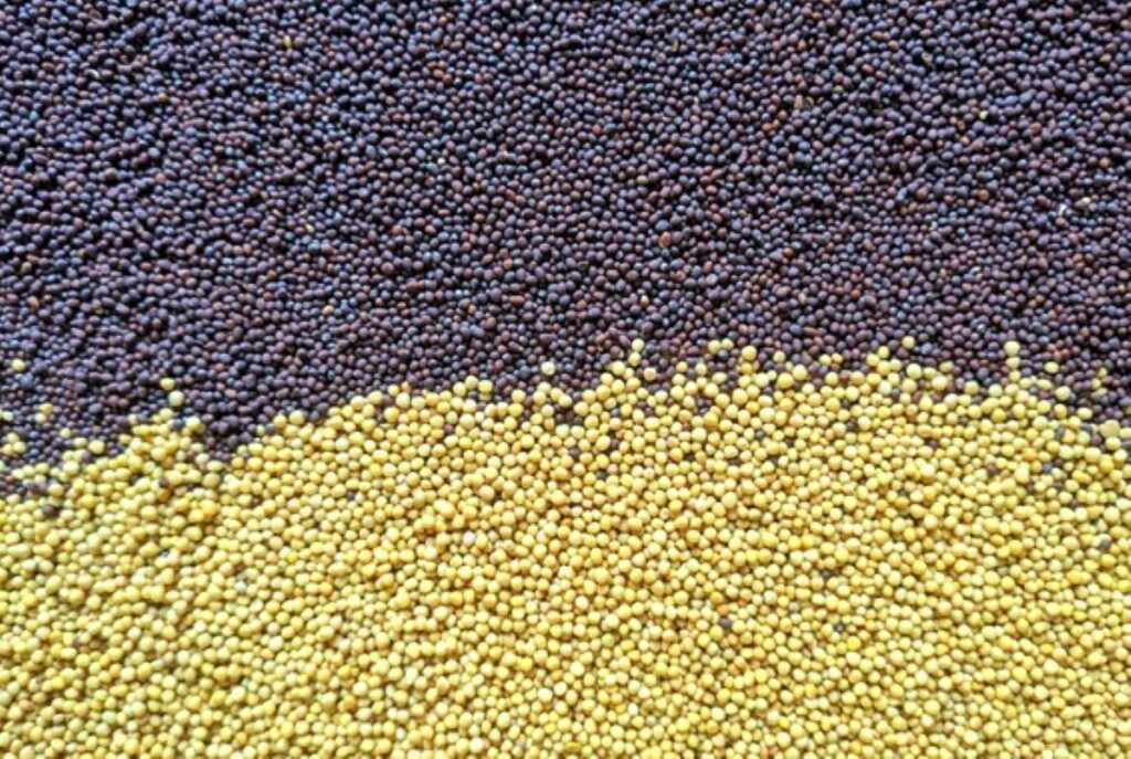 mustarul inchis la culoare are caracteristici diferite fata de cel galben