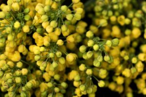 cum se cultiva mustarul