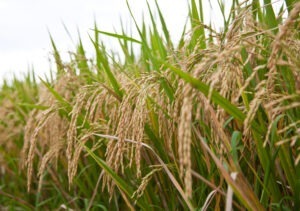 Orez cultivat în Marea Britanie, favorizat de schimbările climatice