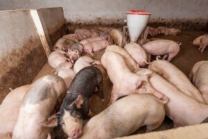 Sacrificarea de porcine a crescut