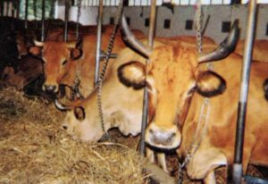 Casa Ferragamo sprijina rasele de vite locale din Toscana