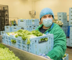 salata eisberg, fabrica