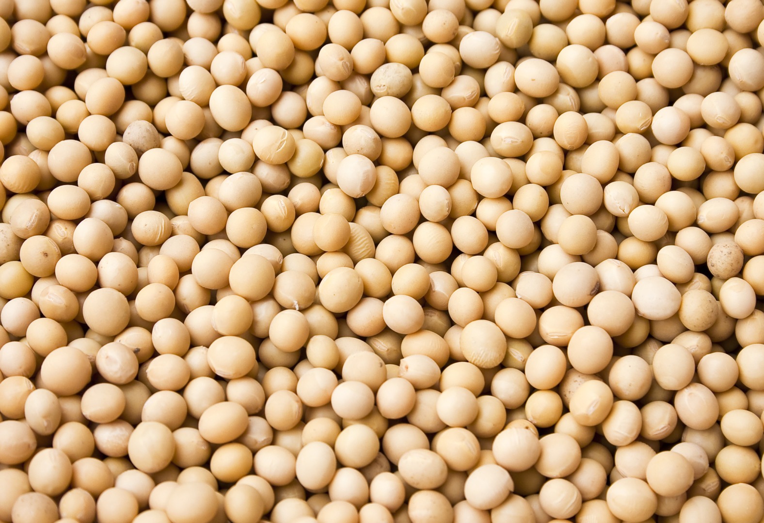 Prețul boabelor de soia a crescut în SUA