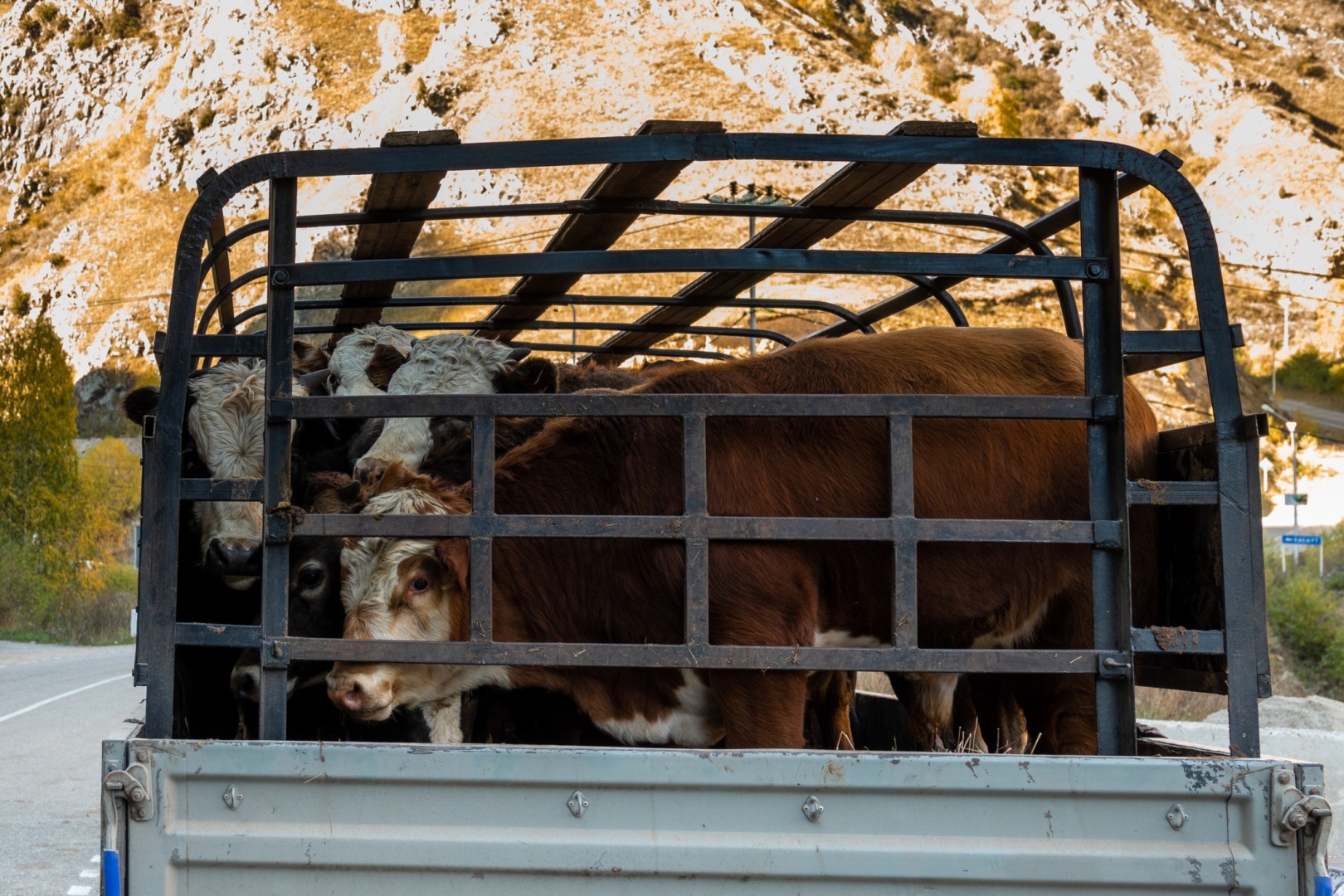 Transportul animalelor trebuie reglementat în UE