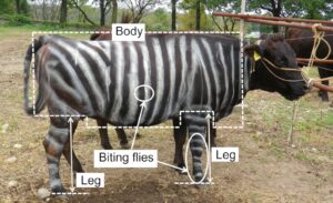 Vaci-zebra premiu Ig Nobel