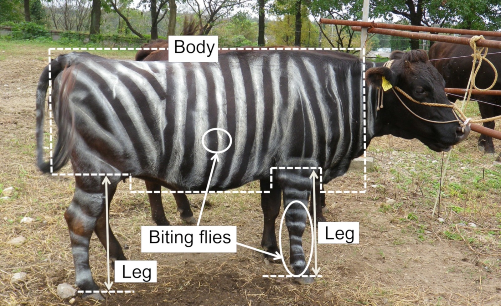 Vaci-zebra premiu Ig Nobel