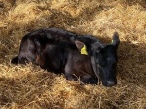 Primul vițel de Angus argentinian, o rasă robustă dar de dimensiuni mai mici, născut în România